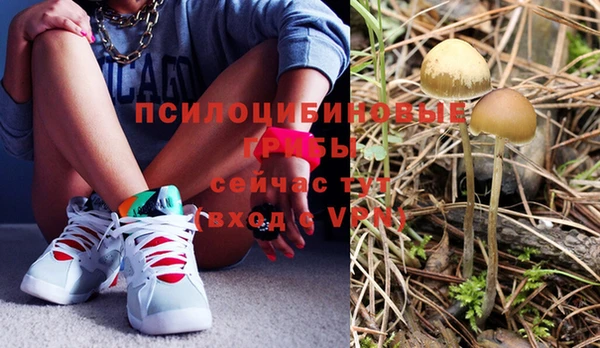 индика Щигры